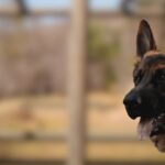 k9 - Overview Canine Security