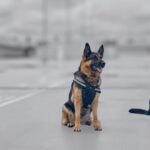 Security-dogs-Stokk9